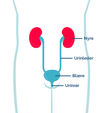 Tegnet billede af en kvindes underliv